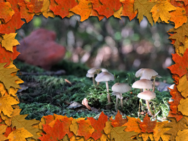 De eerste paddenstoelen van deze herfst